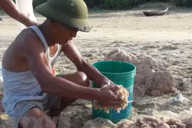 Người dân kéo ruốc tại bãi biển phường Quảng Thọ. (Ảnh: Đức Thọ/TTXVN) 