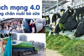 Ứng dụng thành tựu của cách mạng 4.0 và công nghệ chăn nuôi bò sữa tiên tiến để nâng cao năng suất và chất lượng sữa tươi nguyên liệu. (Nguồn: Vinamilk)