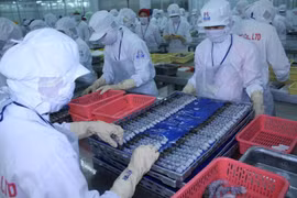 Chế biến tôm xuất khẩu. (Ảnh: TTXVN)