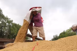 Lúa Hè-Thu sớm đạt năng suất, chất lượng và giá cao, nông dân phấn khởi. (Ảnh: Hồng Thái/TTXVN)
