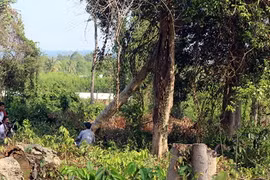 Một số cây rừng bị đốn hạ thuộc trách nhiệm của ông Trần Văn Mùi. (Nguồn: baodongnai.com)