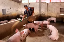 Người chăn nuôi lợn tái đàn sau bệnh dịch tả lợn châu Phi. (Ảnh: TTXVN)