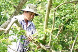 Nông dân Lê Văn Trí, xã Bình Hòa Phước, huyện Long Hồ, tỉnh Vĩnh Long, cắt tỉa nhánh cho vườn chôm chôm đã bị suy kiệt, rụng lá. (Ảnh: Lê Thúy Hằng/TTXVN)