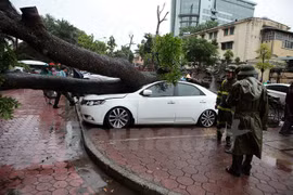 Cây xà cừ lâu năm bật gốc 'hạ gục' một xe ôtô đang đỗ trên đường Hai Bà Trưng. (Ảnh: PV/Vietnam+)