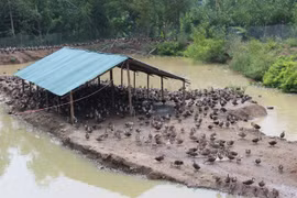  (Ảnh: Sỹ Tuyên/Vietnam+)