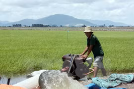 Ảnh chỉ có tính minh họa. (Ảnh: Lê Sen/TTXVN)