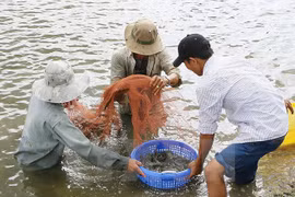 Ảnh minh họa. (Nguồn: TTXVN)