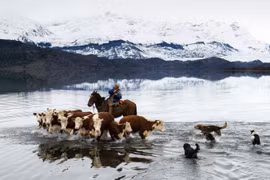 Một chủ trại dẫn đàn bò qua hồ nước ở Patagonia, Chile. (Nguồn: NatGeo)