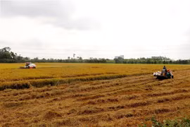 (Ảnh minh họa: Thu Hiền/TTXVN)