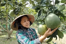 Nông dân Bến Tre chăm sóc bưởi da xanh. (Ảnh: Công Trí/TTXVN)