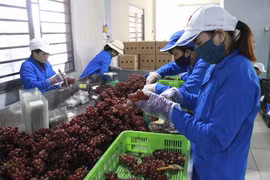 Sơ chế sản phẩm nho đỏ ăn tươi tại Trang trại nho Ba Mọi (xã Phước Thuận, huyện Ninh Phước). (Ảnh: Nguyễn Thành/TTXVN)