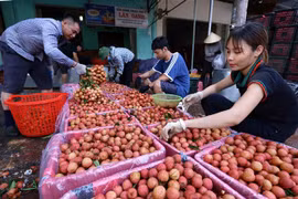 Đóng hộp xốp bảo quản quả vải thiều để chuyển đi tiêu thụ tại cơ sở thu mua vải thiều Cương Hoài, xã Phượng Sơn, huyện Lục Ngạn. (Ảnh: Vũ Sinh/TTXVN)