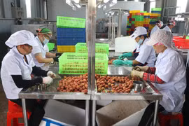 Sơ chế vải thiều Hải Dương xuất đi Nhật tại nhà máy của Công ty cổ phần Ameii Việt Nam. (Ảnh: Mạnh Minh/TTXVN)