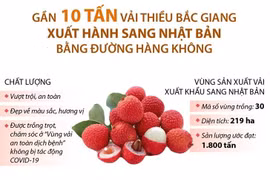 Vải thiều Bắc Giang lần thứ 2 'cất cánh' sang Nhật Bản.