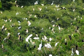 "Chào đón chim di cư Việt Nam 2013 " tại Đồng Tháp