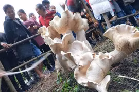 Cây nấm khổng lồ. (Nguồn: Shanghaiist)