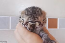 Chú mèo Bettie Bee. (Nguồn: Daily Mail)