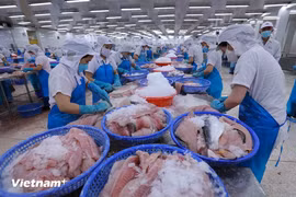 Chế biến thủy sản xuất khẩu. (Ảnh: Đức Duy/Vietnam+)