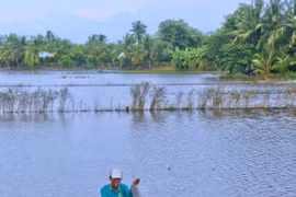 Mùa cá ruộng ở Hậu Giang