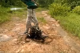 Những con rắn được phóng thích. (Nguồn: DailyMail)