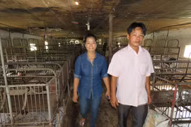 Những dãy chuồng lợn trống không sau lũ. (Ảnh: Mạnh Thành/Vietnam+)