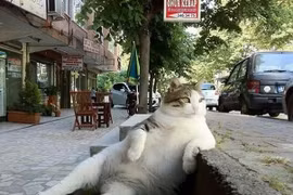 Mèo Tombili với dáng ngồi đã trở thành bất tử. (Nguồn: Boredpanda)