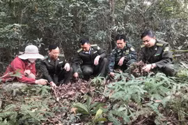 Các cán bộ kiểm lâm và chủ rừng kiểm tra lớp thực bì quanh khu vực đền Cao An Phụ, thị xã Kinh Môn. (Ảnh: Tiến Vĩnh/TTXVN)