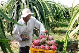 Thu hoạch Thanh Long. (Ảnh: Đình Huệ/TTXVN)