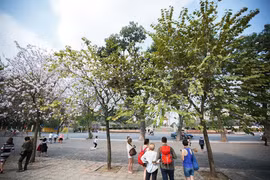 Hoa ban nở rộ trên đoạn đường Hoàng Diệu cạnh Hoàng Thành Thăng Long. (Ảnh: Trọng Đạt/TTXVN)