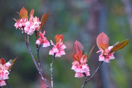Ảnh minh họa. (Ảnh: Trần Lê Lâm)