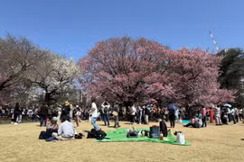 Du khách đến chiêm ngưỡng hoa anh đào tại Công viên Quốc gia Shinjuku Gyoen ở Thủ đô Tokyo (Nhật Bản). (Ảnh: Phạm Tuân/TTXVN)