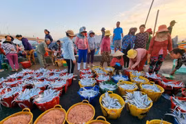 Algeria mong muốn các doanh nghiệp Việt Nam tham gia đầu tư tại tỉnh Annaba trong các lĩnh vực như đánh bắt, nuôi trồng thủy hải sản. (Ảnh: Nguyễn Thành/TTXVN)