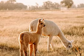 Lạc đà Alpaca. (Nguồn: The Guardian)