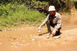 Người dân kiểm tra các loại cá chết ở khe Rào Trường, xã Vĩnh Hà, huyện Vĩnh Linh (tỉnh Quảng Trị). (Ảnh: Nguyên Lý/TTXVN)