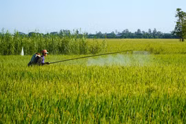 Nông dân Đồng Tháp chăm sóc lúa. (Ảnh: Nhựt An/TTXVN)