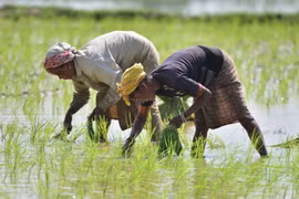 Nông dân trồng lúa trên cánh đồng tại Nagaon, bang Assam (Ấn Độ). (Ảnh: THX/TTXVN)
