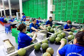 Dây chuyền đóng gói bưởi da xanh xuất khẩu tại Cơ sở Hương Miền Tây, ấp Phước Trung, xã Phước Mỹ Trung, huyện Mỏ Cày Bắc (tỉnh Bến Tre). (Ảnh: Hồng Đạt/TTXVN)