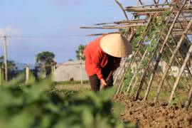 Ảnh minh họa. (Ảnh: Hoàng Ngà/TTXVN)