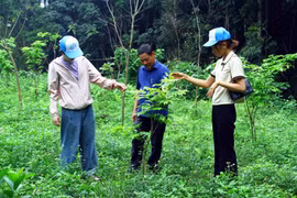 Quảng Bình hiện có trên 590.000ha rừng, tỷ lệ che phủ rừng gần 70%. (Ảnh: Tá Chuyên/TTXVN)