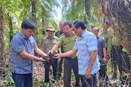 Chủ tịch Ủy ban Nhân dân tỉnh Cà Mau Huỳnh Quốc Việt (trái) cùng các đơn vị, chủ rừng kiểm tra độ ẩm của lớp thực bì dưới tán rừng U Minh Hạ. (Ảnh: Huỳnh Anh/TTXVN)