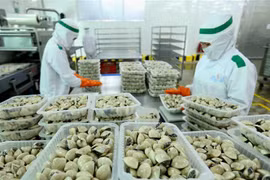 Chế biến ngao tại Công ty Lenger Việt Nam (Lenger Seafoods Vietnam) xuất khẩu sang EU, Anh, Nhật Bản, Mỹ, Hàn Quốc (14/10/2019). (Ảnh: TTXVN)