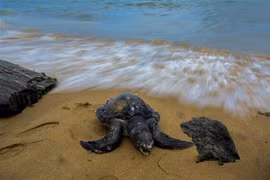 Xác rùa biển trôi dạt vào bờ ở Wellawatte, Sri Lanka ngày 24/6/2021, sau sau thảm họa đắm tàu. (Ảnh: AFP/TTXVN)