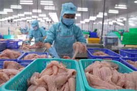 Chế biến cá tra philê xuất khẩu. (Ảnh minh họa: Phạm Hậu/TTXVN)
