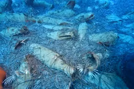 (Nguồn: in-cyprus.com)
