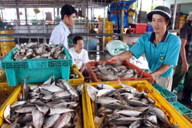 Kiên Giang đầu tư hạ tầng nhằm phát triển bền vững nghề cá