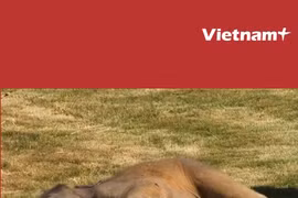 Cảm động cảnh voi mẹ lo lắng, gọi nhân viên vườn thú đến đánh thức voi con
