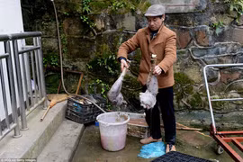 Ông Tan Decai xẻ thịt đà điểu. (Nguồn: Getty)