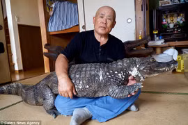 Ông Murabayashi đặt tên cho con cá sấu là Caiman. (Nguồn: Caters News Agency)