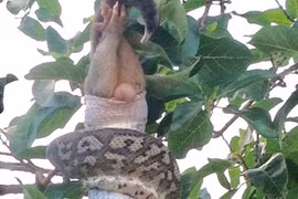 Mục tiêu của chú trăn khổng lồ là một con chuột possum. (Nguồn: Daily Mail)