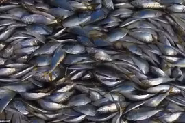 [Video] Rùng mình cảnh hàng vạn con cá chết phủ kín mặt nước